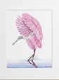 Pink Roseate Spoonbill Art Print | Coastal Bird Wall Art | Southern Decor | Fine Art Print by Leli Holmes