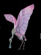 Pink Spoonbill Art Print on Black | Coastal Bird Wall Art | Dramatic Coastal Decor | Roseate Spoonbill Painting | Leli Holmes Art